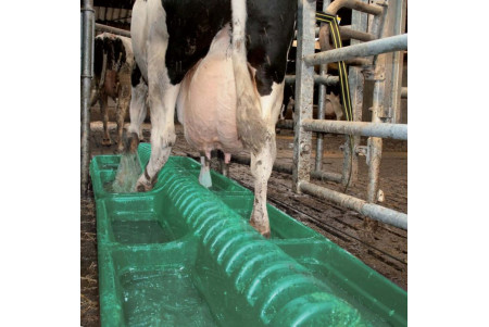 Pédiluve anti-bouses pour bovins
