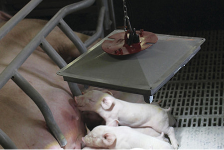 Lampe chauffante Sun Piglet 175 w - 2.5 ml