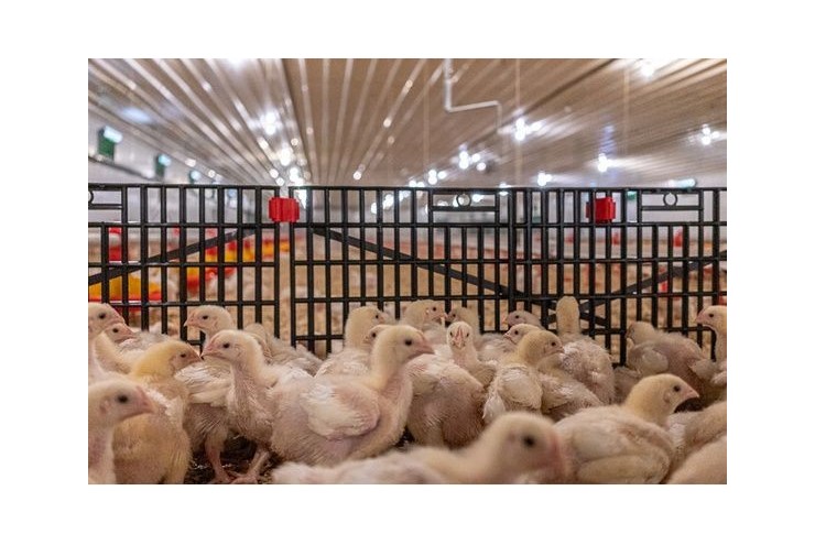 Poultry Catching and Separation Panel