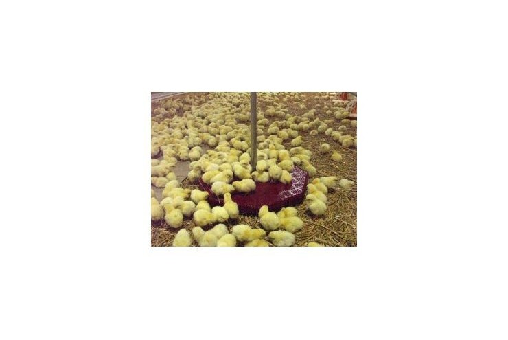 Plateau suspendu poulet